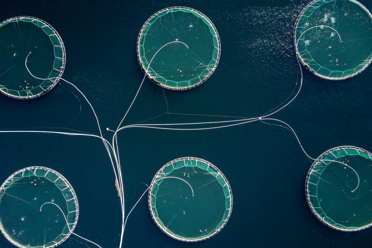 Fish #farming #industry must #clean up its act before #UK expansion can continue. ow.ly/I7qY30lvx1X