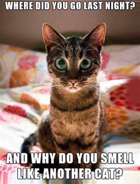 funnypet5's tweet photo. #suspiciouscat #jealouscat tag your friends! https://t.co/xJesEKV1mp