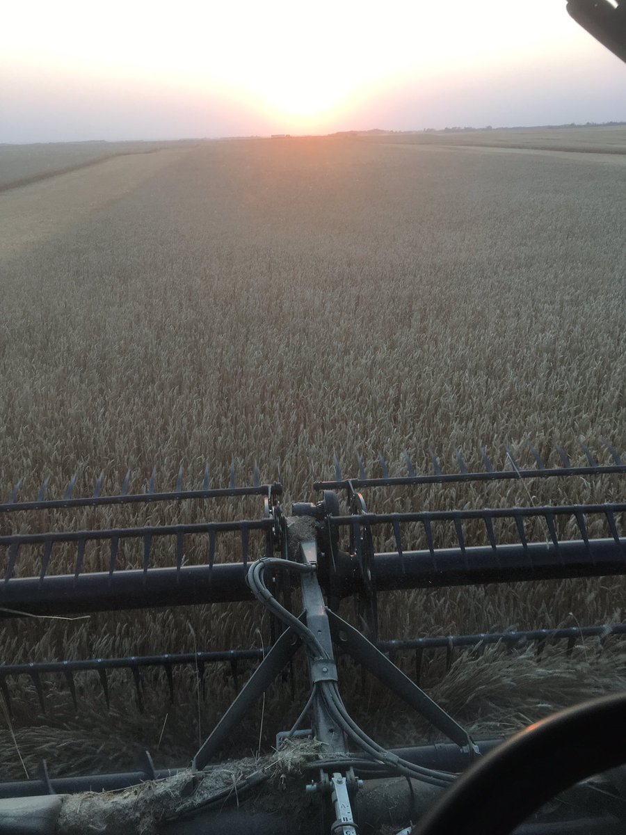FarmMccarthy's tweet photo. Started on some certified CDC Plentiful. Coming in a week earlier than the rest of our wheat. Looking fantastic. #cdcplentiful. #harvest18 https://t.co/SpjFPrXWdM