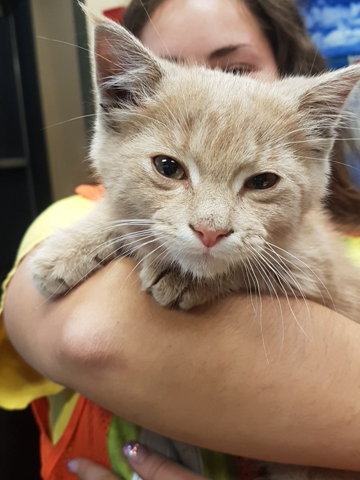 kaylapelletier's tweet photo. Rescued this little babe from underneath the deck of a truck at work today. 😍 #myheart #soscared #meryl #savedhim https://t.co/QjMyTXpPpn