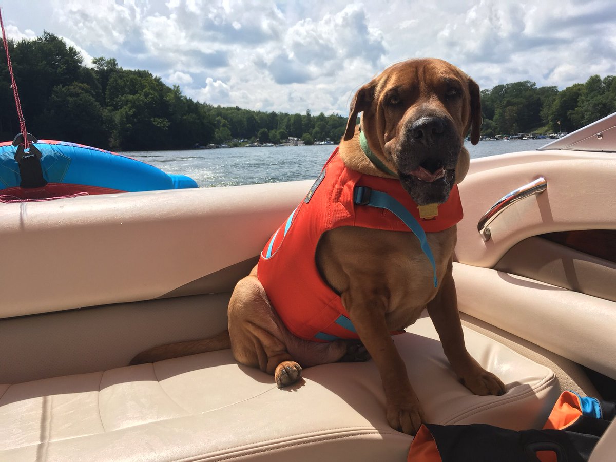 hannakoder's tweet image. Didn’t touch the water once. Even when I pretended I was drowning #darbydog