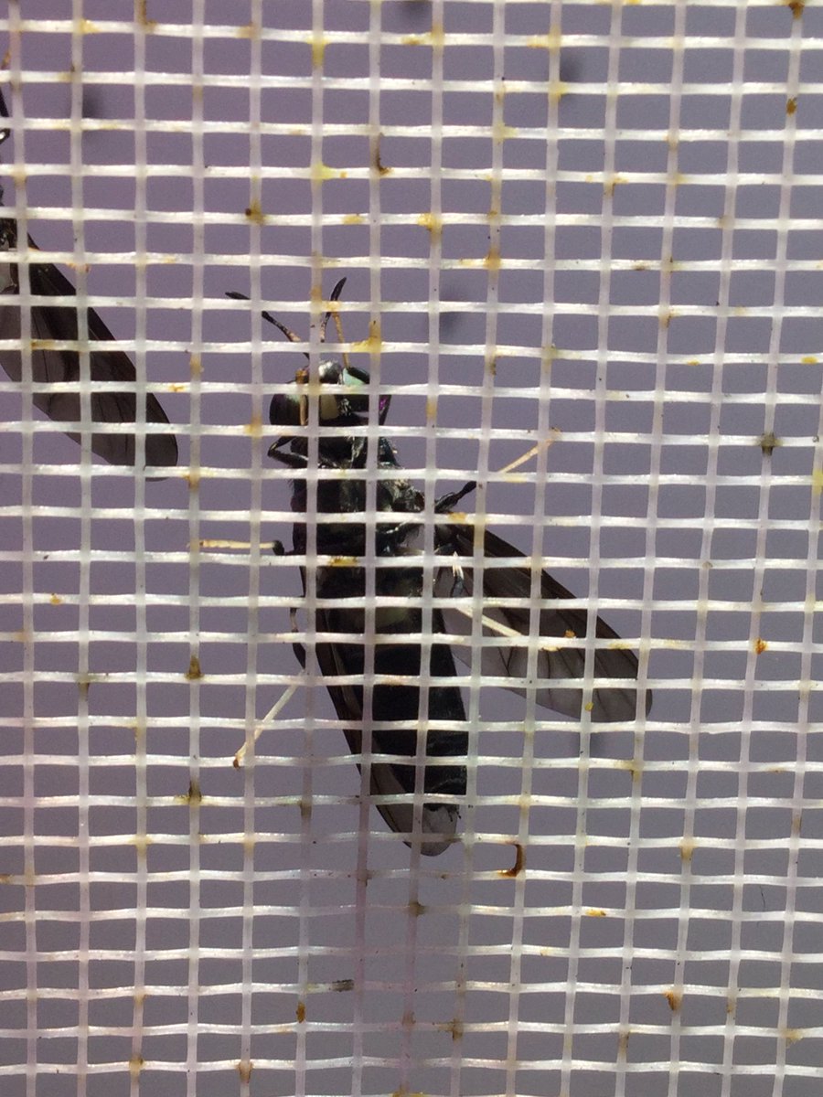 Marrunen's tweet photo. Mustasotilaskärpäsestä kehitetään uutta jätteenjalostajaa #insectlab #Luke https://t.co/E9QzO2Q9P1