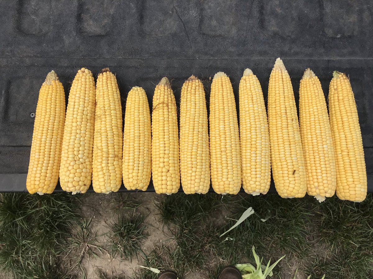 AmberWillisAg's tweet photo. @ChannelSeed Everything is looking good at @Channel_Mich Mason site!🌽
199-11, 197-66 or 68, 197-90, 201-05, 201-28, 202-81, 203-01, 205-04, 205-63, 207-27, 207-90.
#ChannelSeed #ChannelYields https://t.co/LDOGunuIyq