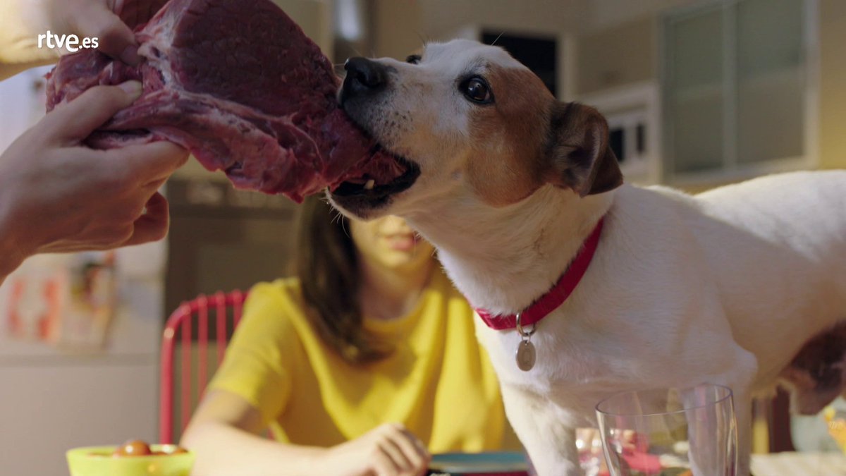 ¡Siii! ¡Por fin! 🐶 ¡Chuletón del bueno me han regalo por #SanAnton! Estoy más feliz que el día que Alberto consiguió ser detective 
¿Y a vosotros amigos perrunos? ¿Cómo estáis celebrando el día? 😜😜