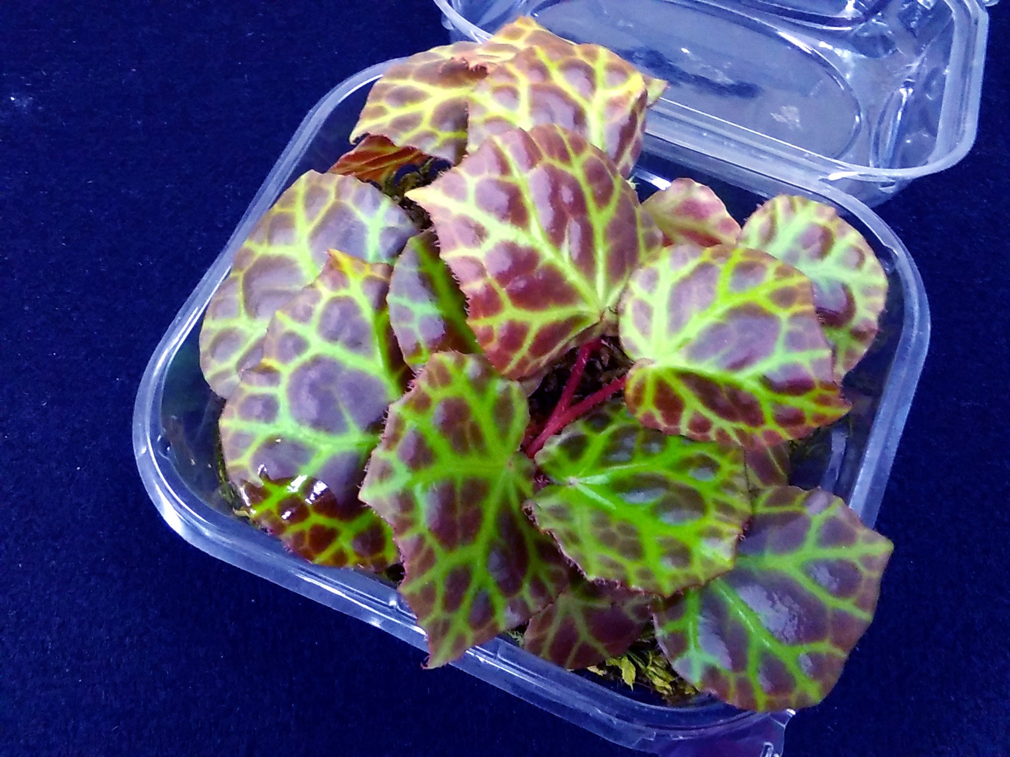 専用　超希少❣️Begonia rajah ベゴニア　ライア❣️原種ベゴニア rajah ライア – Begonia Club