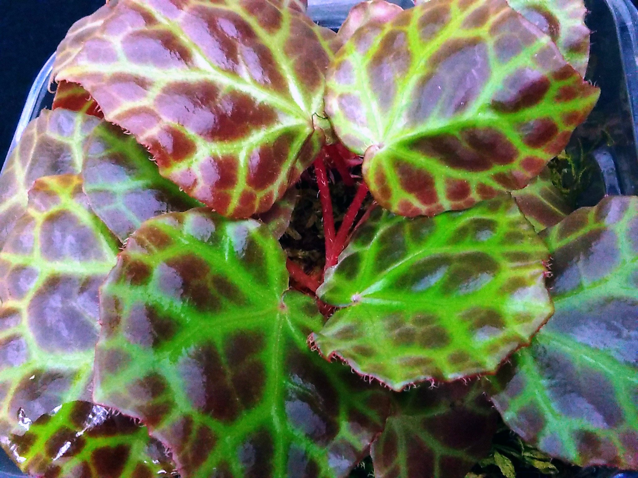 よしだ2号 в X: „美しき迷路。 #Begonia rajah(#ベゴニア