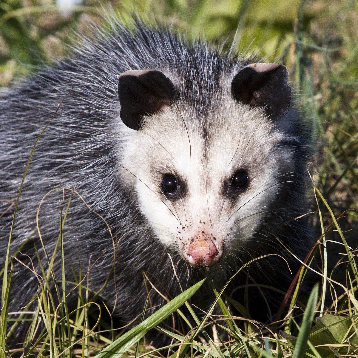 opossum eat ticks