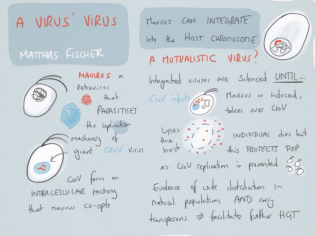 ellieevolves's tweet photo. So behind on the tweeting but such a great set of talks in this morning session. This is Matthias Fischer introducing me to the world of beneficial viruses in eukaryotes #EVO2018 #evol2018 #ESEB2018 https://t.co/0WQ39GHsNP
