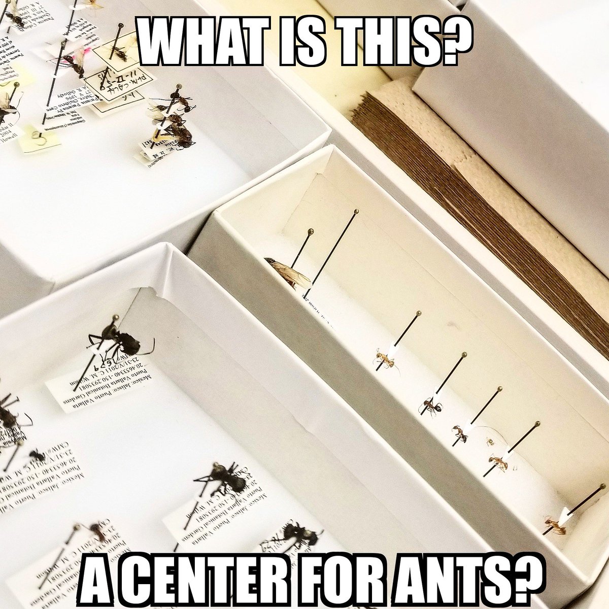 UTEP Biodiversity Collections tweet media