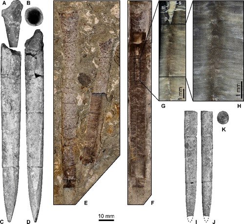 download microstructural investigation