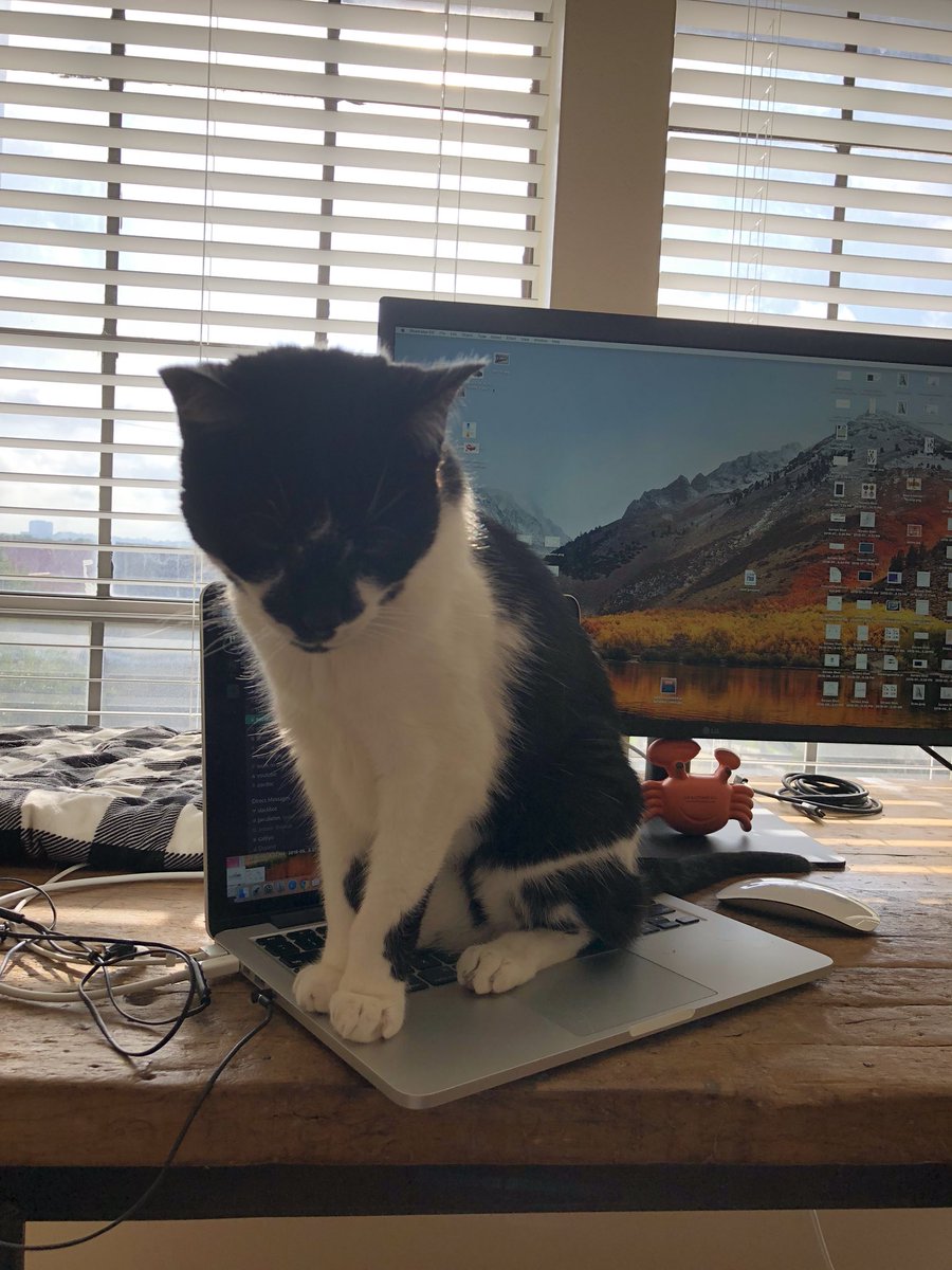 jadiehm's tweet image. #workfromhomeproblems