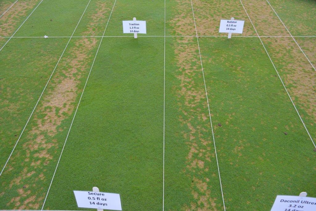 Traction fungicide providing excellent Dollarspot management under greens conditions at Michigan State University.