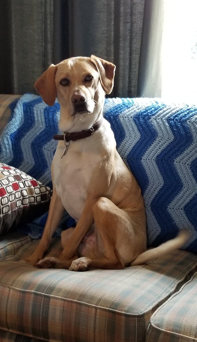 emmymac10's tweet photo. #ArmAndHammerToTheRescue Thank you for supporting animals in need!! https://t.co/T02tW6HXoZ