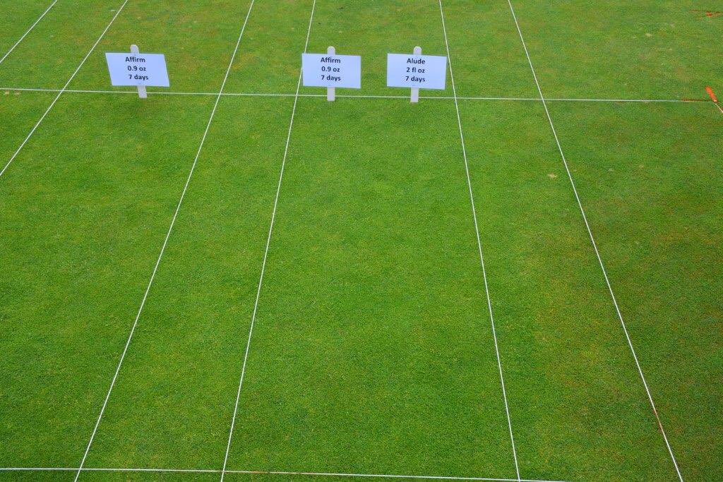 Affirm fungicide showing excellent management of basil rot anthracnose at Michigan State University. Showing it remains an important part of any management program.