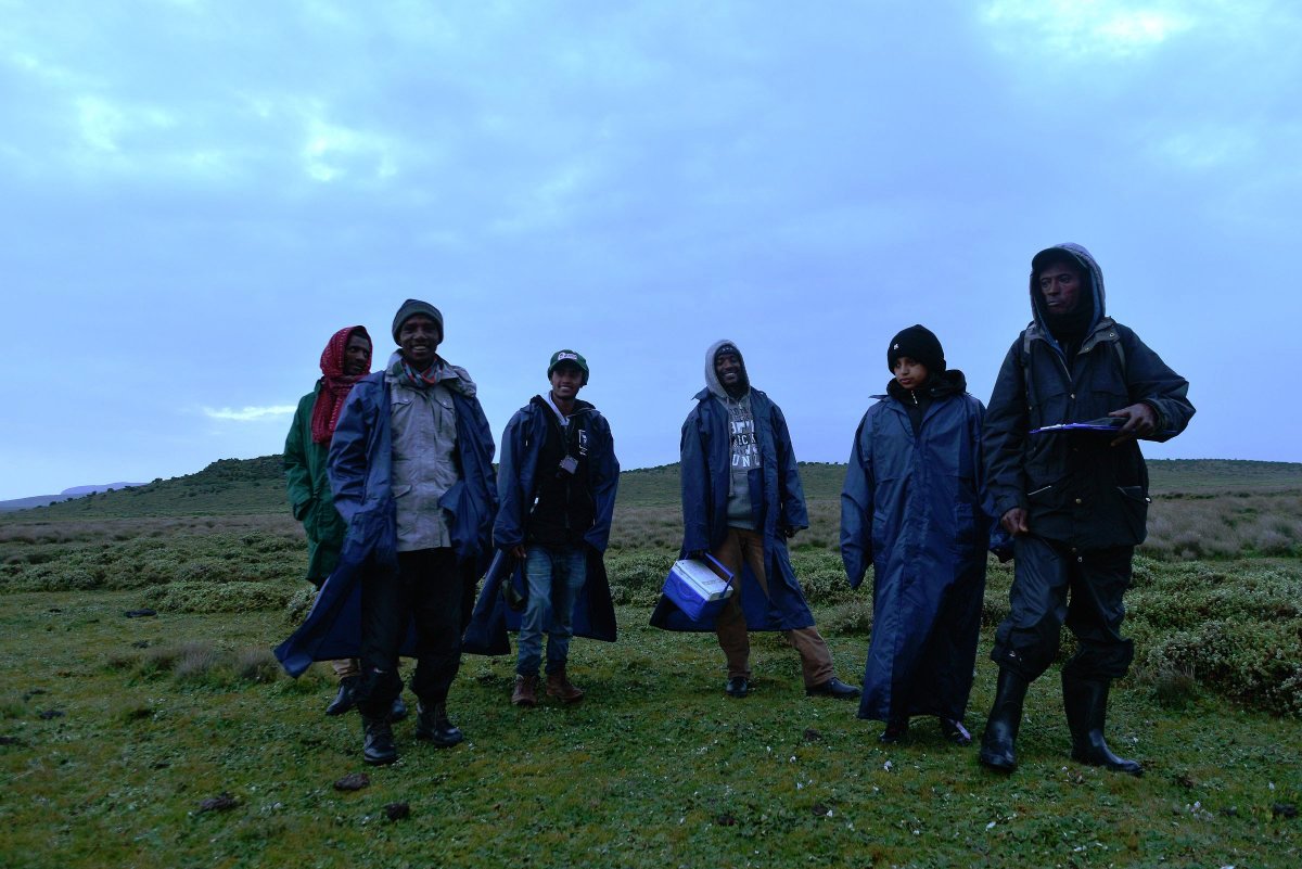 KyKebero's tweet image. Congratulations to our team for the successful completion of the first oral vaccination campaign to protect #ethiopianwolves from #rabies. In partnership with Ethiopian Wildlife Conservation Authority @ECWA0 and generous support from #Virbac @BornFreeFDN @wildnetorg @WildCanids