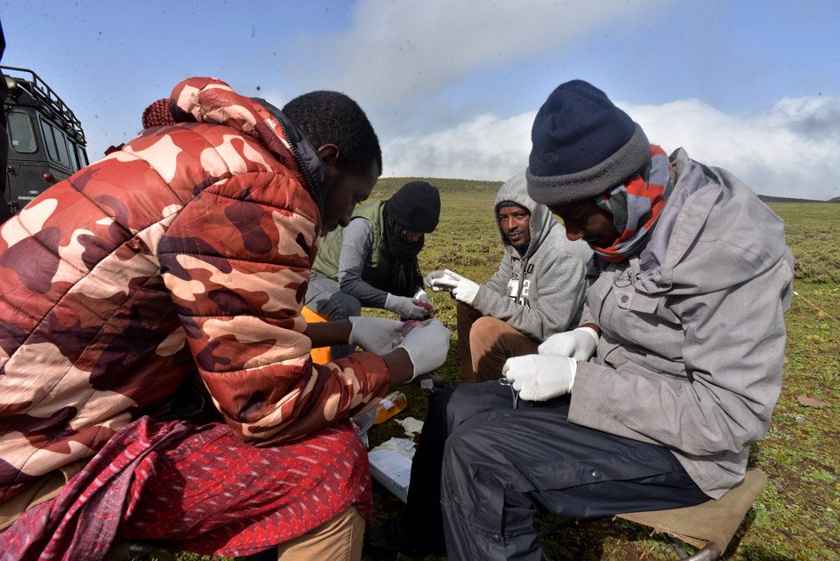KyKebero's tweet image. Congratulations to our team for the successful completion of the first oral vaccination campaign to protect #ethiopianwolves from #rabies. In partnership with Ethiopian Wildlife Conservation Authority @ECWA0 and generous support from #Virbac @BornFreeFDN @wildnetorg @WildCanids