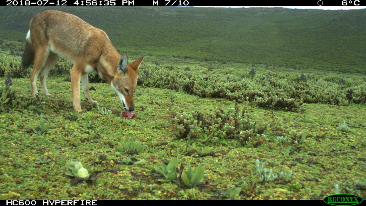 KyKebero's tweet image. Congratulations to our team for the successful completion of the first oral vaccination campaign to protect #ethiopianwolves from #rabies. In partnership with Ethiopian Wildlife Conservation Authority @ECWA0 and generous support from #Virbac @BornFreeFDN @wildnetorg @WildCanids