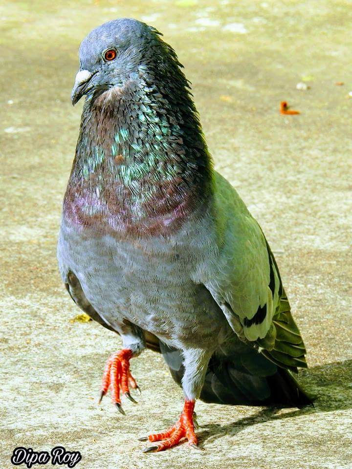 Dulali13's tweet photo. অসাধারণ আপনি কি বলেন? https://t.co/zs9Xn2jZT4