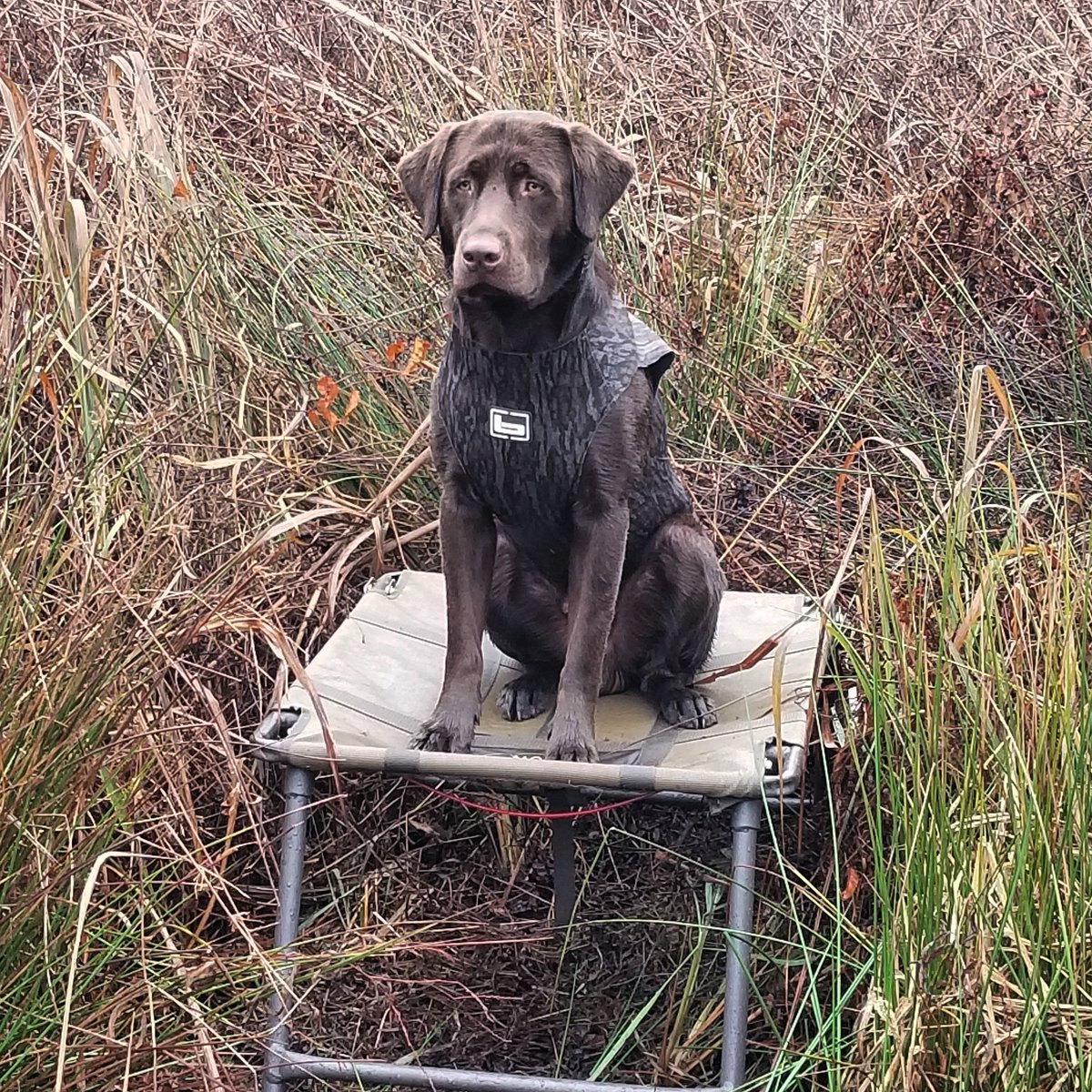 FieldGearCo's tweet photo. Whether you hunt flooded timber, muddy marshes, or you're training dogs in the backyard, the @MOmarsh78 Final Stand is the last stand you will ever need. Check out our full review at https://t.co/gSvAumXNyS 
#momarsh #birddog #retriever #banded https://t.co/s9NI209i7O