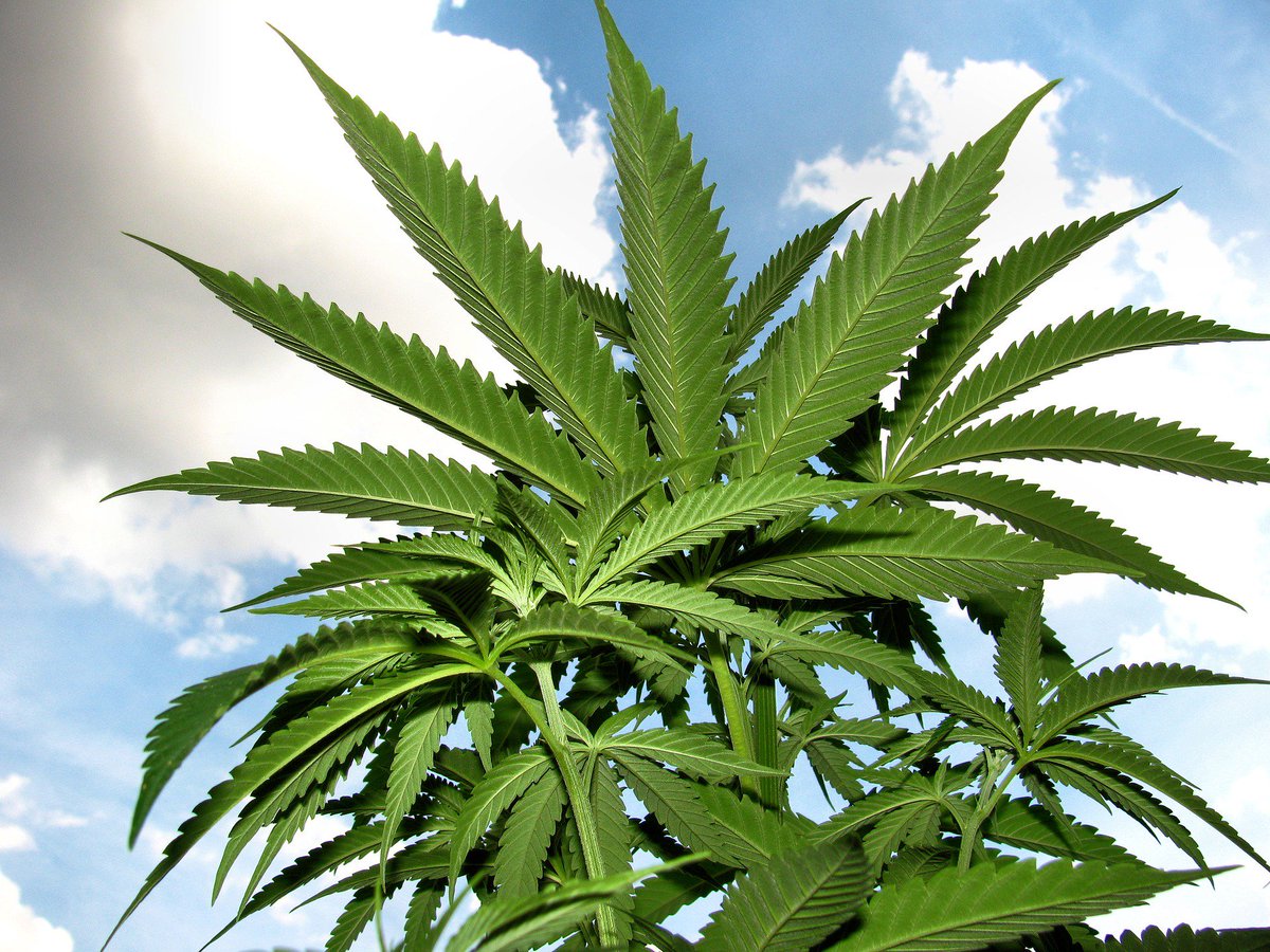 tomangell's tweet photo. New poll finds New Jersey voters support:

* Legalizing marijuana

* Erasing cannabis criminal records

* Marijuana stores in their communities

A huge 90% of those aged 18 to 34 now support legalization.

https://t.co/YCCONDielN https://t.co/FfxBa3OA1u