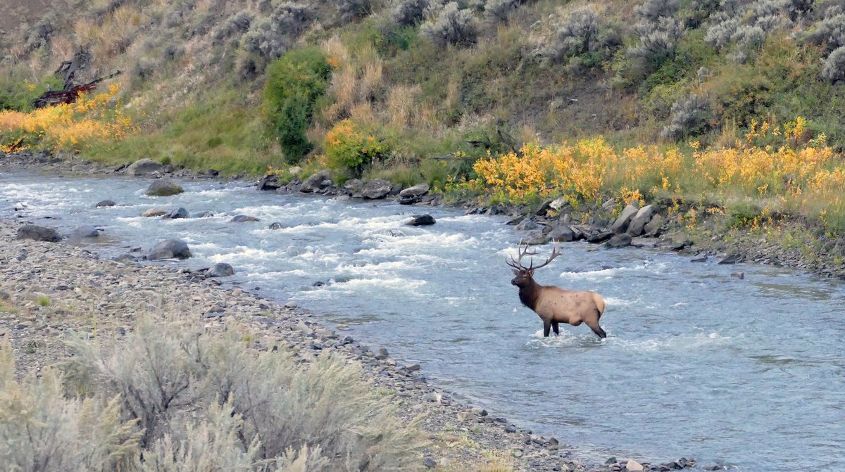 With over 100 species of native mammals, you'll find abundant wildlife viewing opportunities in #Montana. Visit a national park, state park or wildlife refuge to see bighorn sheep, foxes, elk, bears and more: visitmt.com/things-to-do/o…