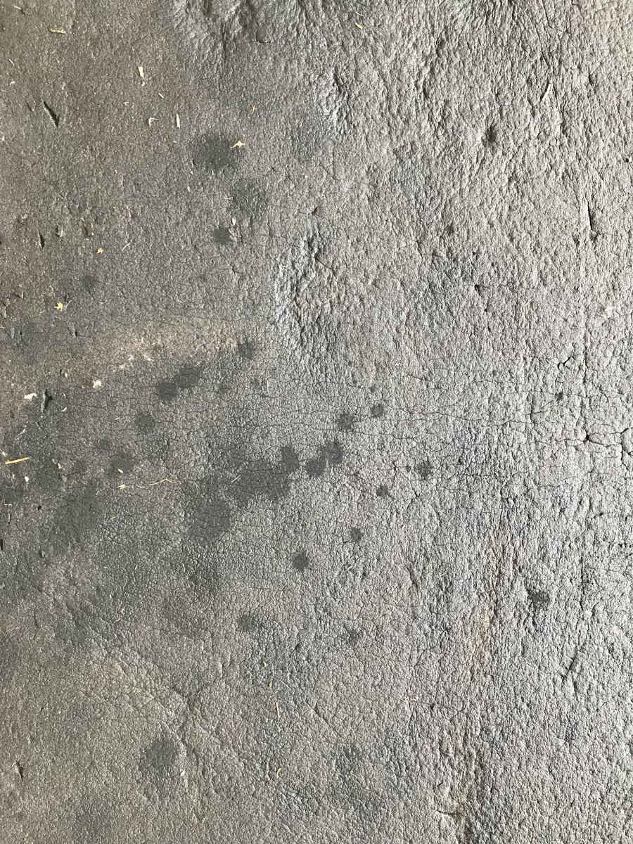 Tupelonewsguy's tweet image. Thanking the Lord for cooler temps.   Workout in garage this morning. #fitnessisfun #catshelp