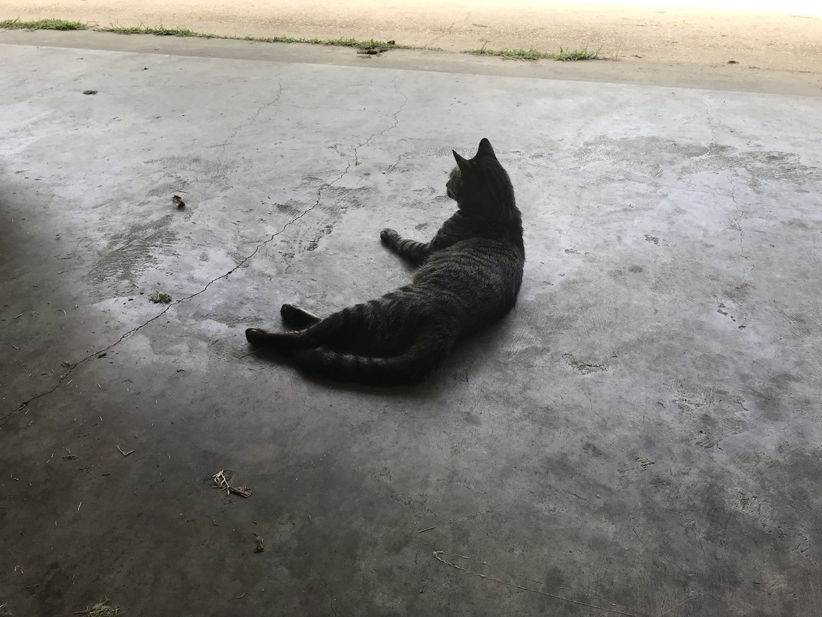 Tupelonewsguy's tweet image. Thanking the Lord for cooler temps.   Workout in garage this morning. #fitnessisfun #catshelp