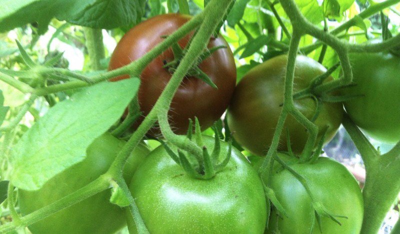 UrbanSeedling's tweet photo. 🍈🍅 Harvest time in the garden  🍆 - https://t.co/M1J5i73sfR https://t.co/dZZHLezuC2