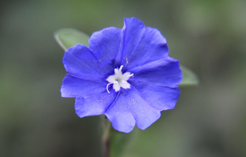 最高かつ最も包括的なアメリカン ブルー 花 言葉 すべての美しい花の画像