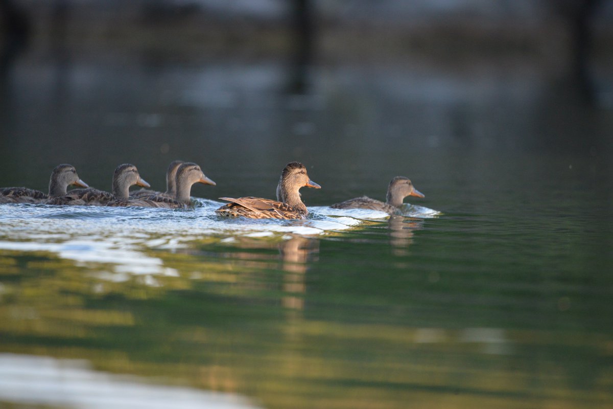 rmfleming's tweet image. Mother duck with her young.