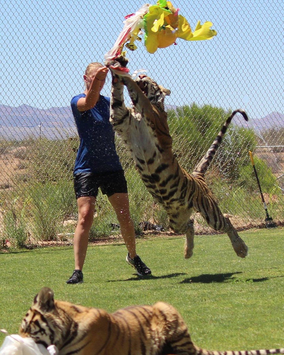 OutofAfricaPark's tweet photo. Tiger Splash shenanigans!💦
📷-Rachael Greer
#tigersplash #tigers #bigcats #bigcatsofinstagram #OutofAfricaWildlifePark #OutofAfrica #Arizona https://t.co/iZV0D8yHJy