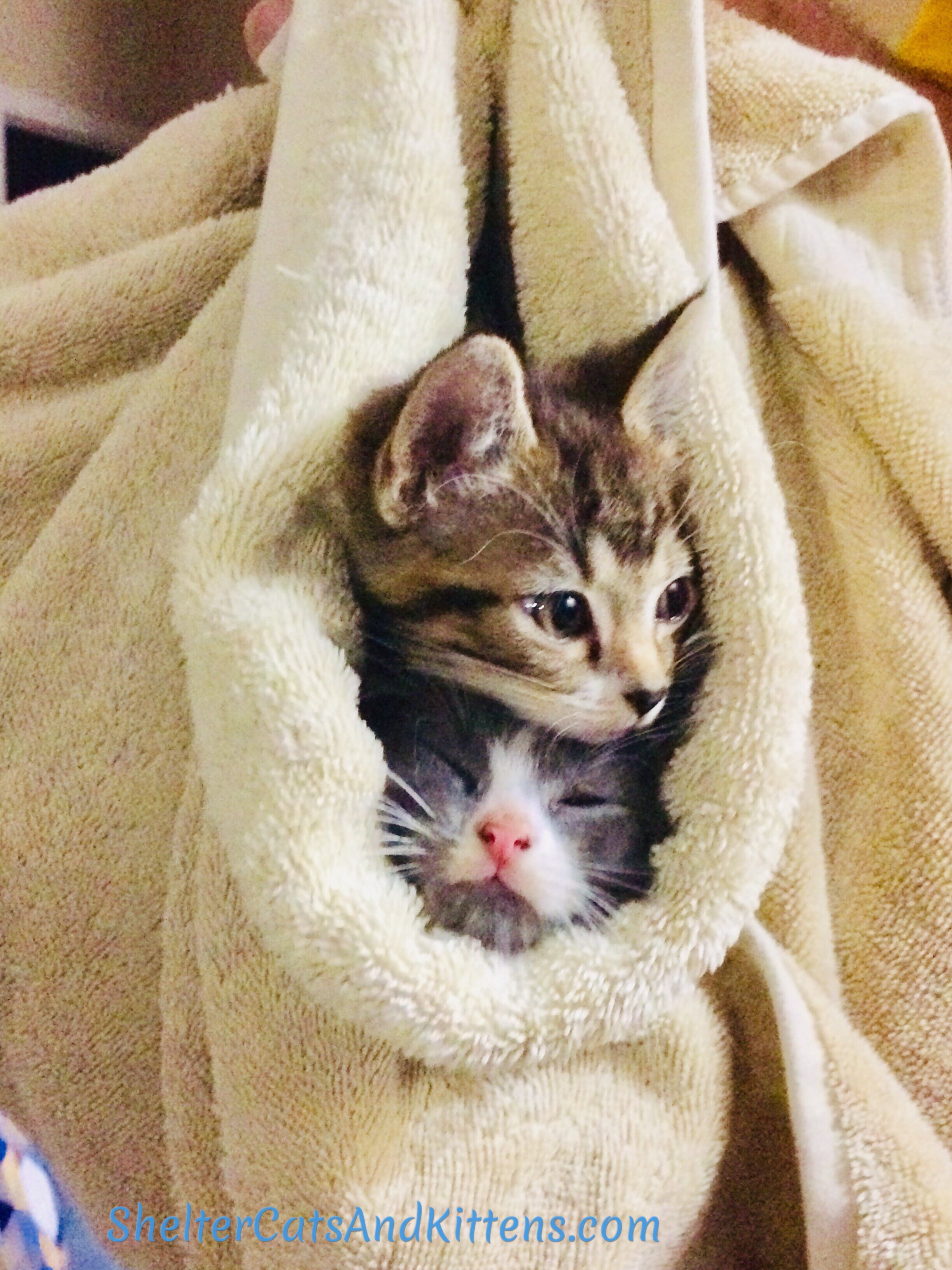 Kitten deals being cute