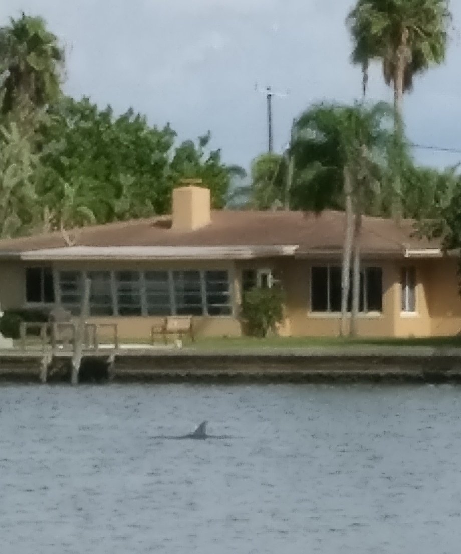 bisher247's tweet photo. Only a load of dolphins outside 'our' place! #dolphins #stpetebeach #threepalms #lovintheholidays #toldkidstheyaresharks https://t.co/0bnB8iNH5A