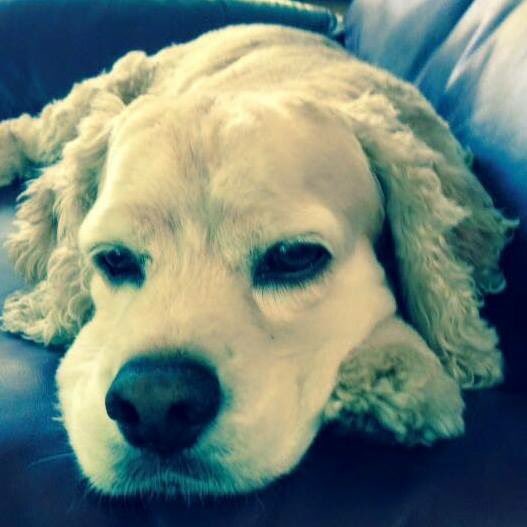 Pamela Lopez tweet media