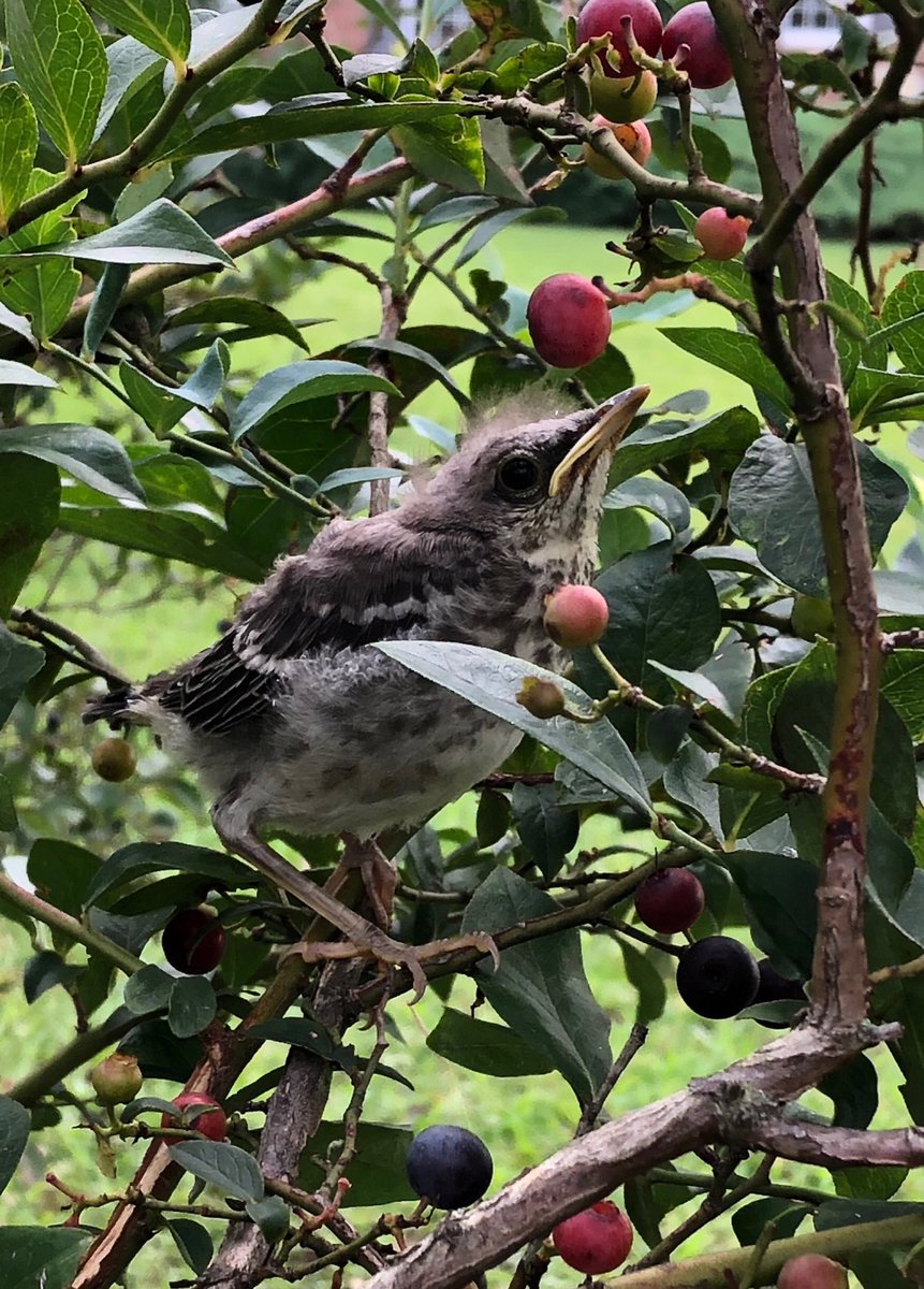 sanditrac's tweet image. I discover a baby bird just learning to fly in one of my blueberry bushes. It never moved.  So cute!
