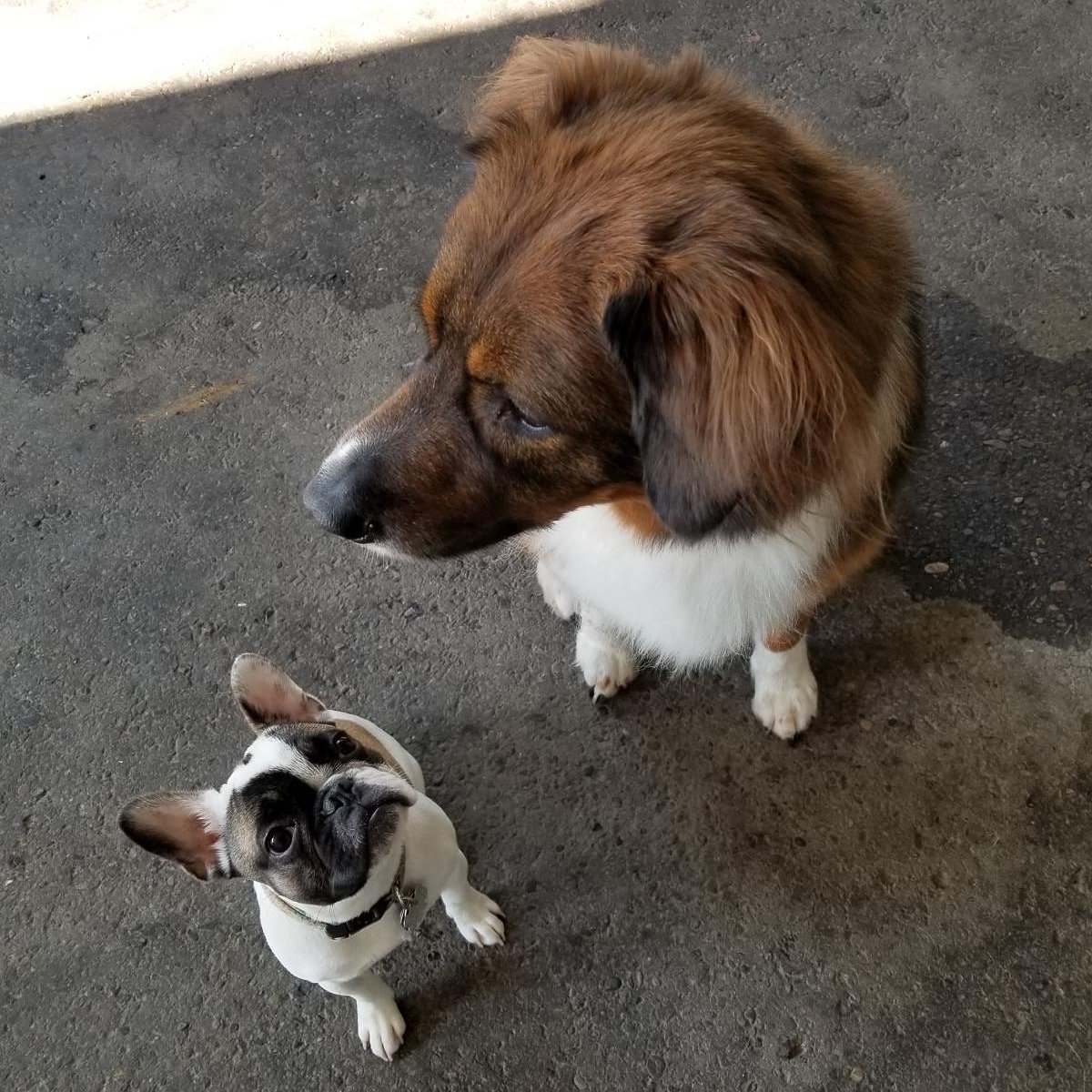 DogginitDaycare's tweet photo. Jello is our resident puppy whisperer! 💚
#dogginitdaycare #dogginit #dogs #yycdogs #calgarydogs #dogdaycare #yycbusiness #yycpets #yyc #calgary #akita #frenchbulldog #jello #pheobe #bulldog #puppy #humpday #wednesday #cute #friends #dogfriends #puppywhisperer #puppylove https://t.co/nzLiN5VmiY