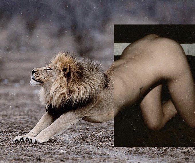 good morning everyone 🦁 https://t.co/aFFCYr6qiH