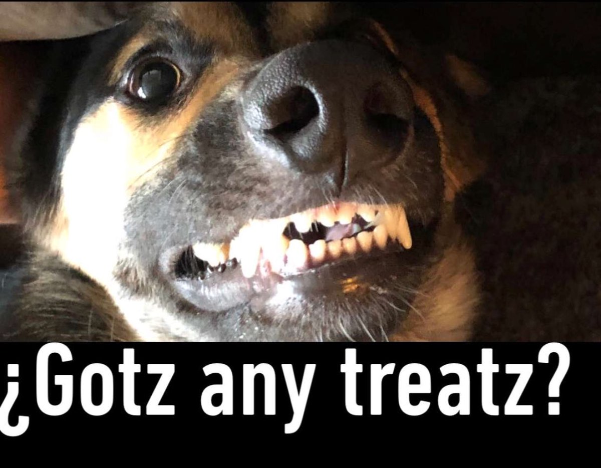 devony_jean's tweet image. Scout is the best 😂