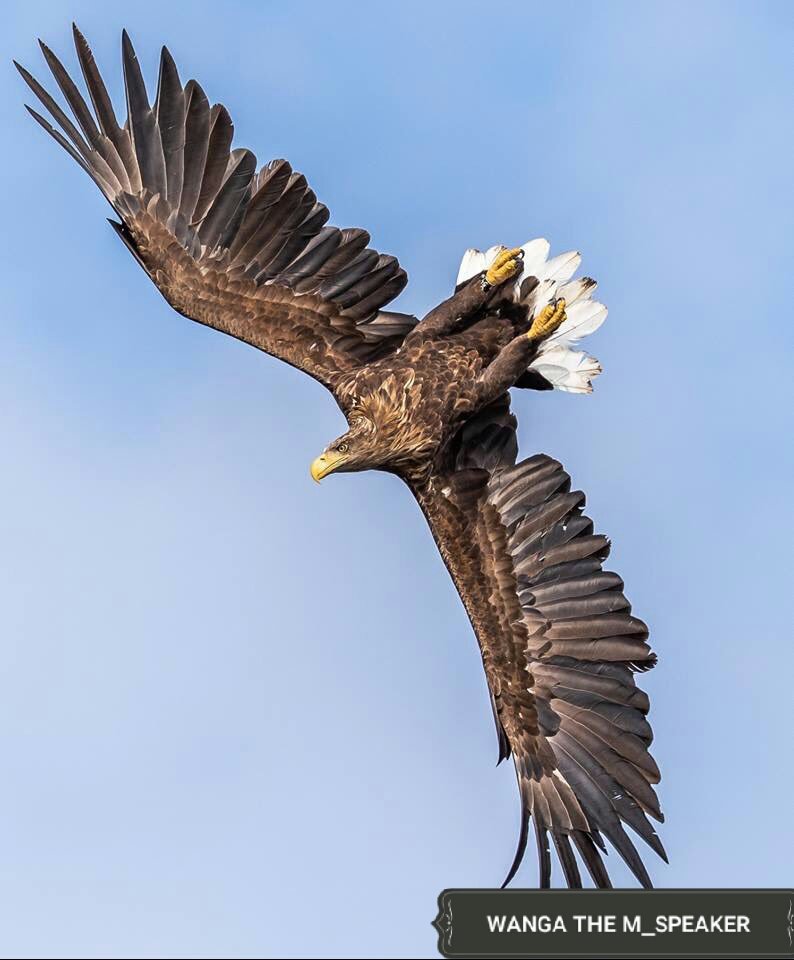 WangaMotivation's tweet photo. Fly above negativity! https://t.co/SNpJwPqhwq