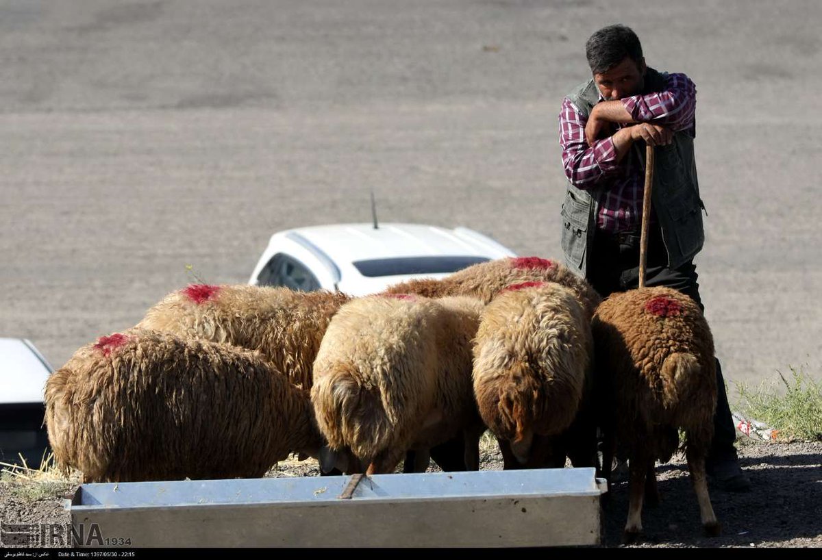 Картинки на курбан-байрам смешные