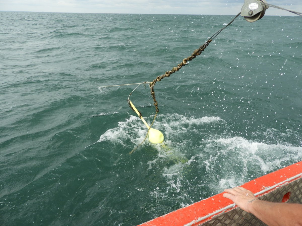 MGClark75's tweet image. Sometimes field work does not go as planned. During the storm last night, our bouys on our gill net sank. Since we had coordinates we were able to drag for the net. Success on the first try! #fieldworkfail #fieldworksuccess #ecccsci