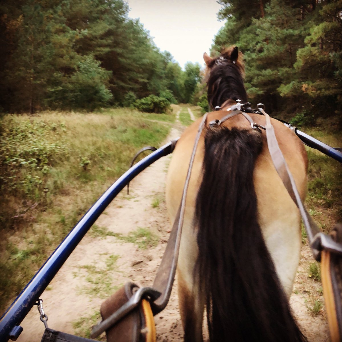 stall_win's tweet photo. Kvällstur med Tindra, Sveriges enda kallblod som tränar på Jägersro. #snartpremie #stallwin #kallblodstravare #unghäst #travhäst https://t.co/01Uj4epZrn