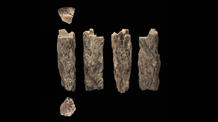 FossilHistory's tweet image. Amazing!!! A girl who lived in Siberia 90,000 years ago had a Neanderthal for a mom and a Denisovan for a dad. Fascinating science with a solid dose of luck: nationalgeographic.com/science/2018/0… #HomininHybrid #fossils