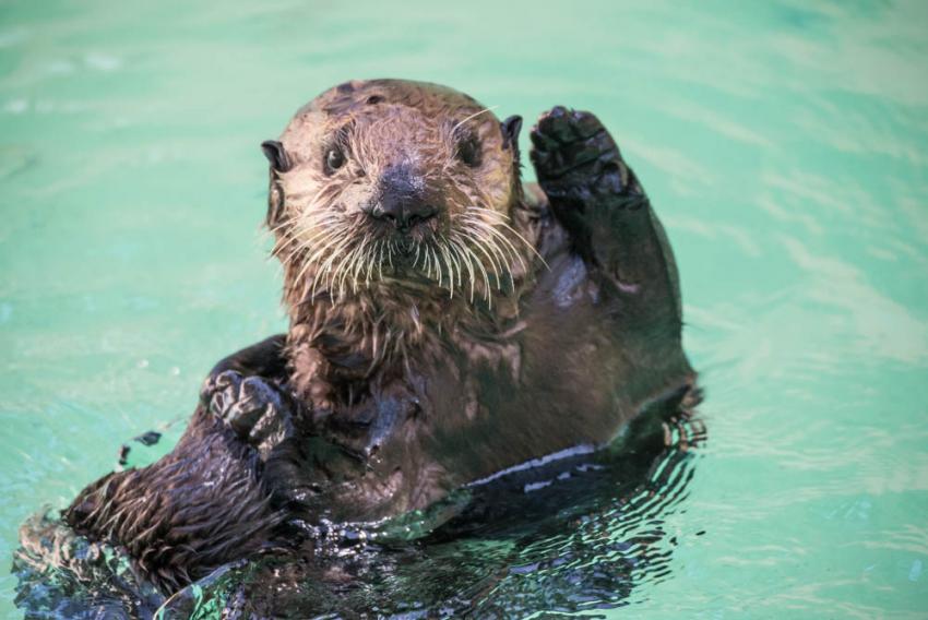 The summer is winding down so the <a href="/OregonZoo/">Oregon Zoo</a> has decided to throw a festival! End of Summer Party features Wildlife Meet and Greet, Beer, Cider, Foot Carts, Bands, Lawn Games &amp; More! WIN TICKETS ----> bit.ly/2BAbKVU