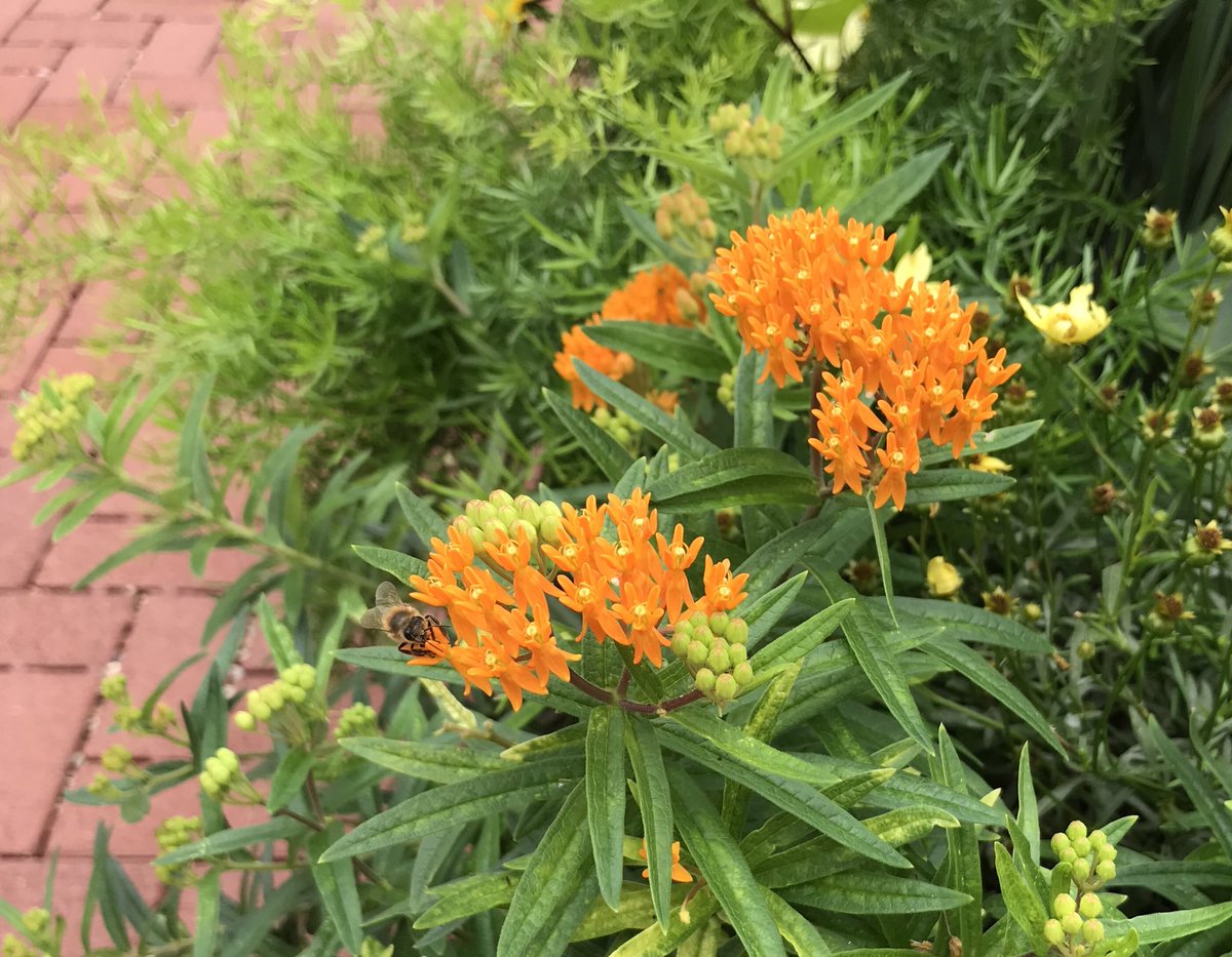 In Springfield I saw a #sustainability trifecta: #bee, #butterflyweed, and #permeablepavement.