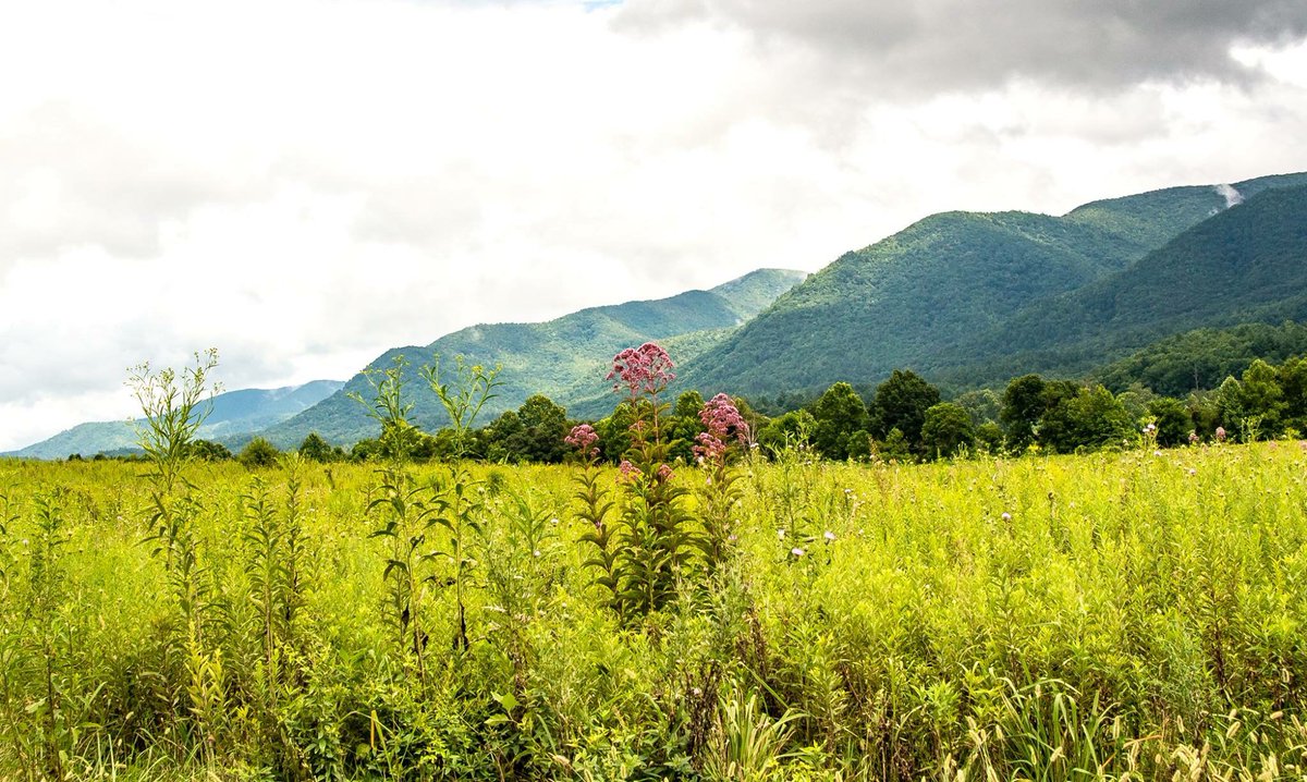 GreatSmokyNPS's tweet photo. "Summer afternoon, summer afternoon; to me, those have always been the two most beautiful words in the English language." -Henry James

Photo: Gail Patton https://t.co/WAnSAJ89qv