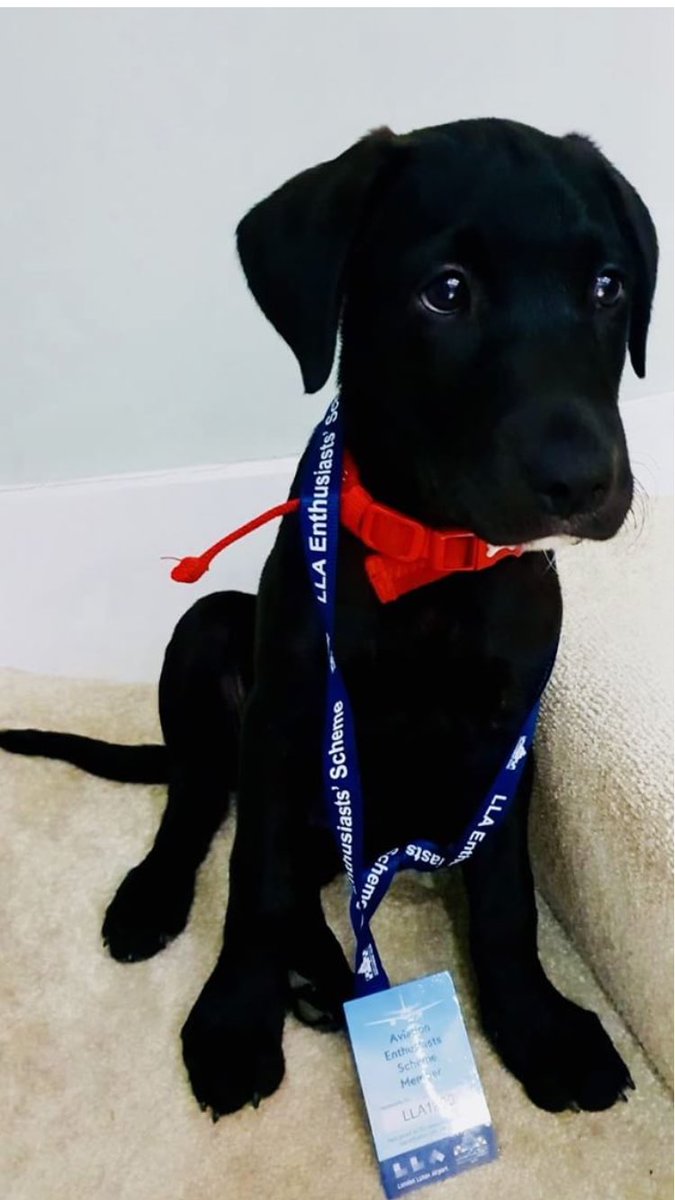 bedspolice's tweet image. Rubbish day at work? We know, your boss is a nightmare. All those emails! But don't get aggressive and lash out; it takes 90 seconds for anger to pass, so #Take90 to calm down. (Here's a picture of a dog which we thought might help).