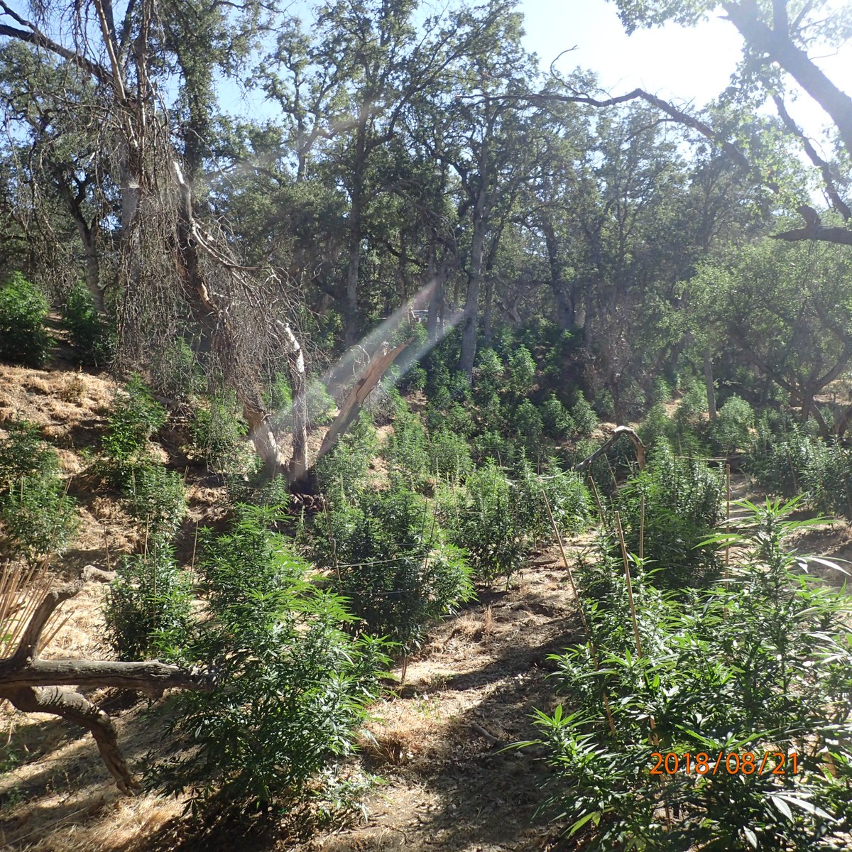 TulareSheriff's tweet photo. Guns, Illegal Magazines & Thousands of Pot Plants Found at Pine Flat Home. https://t.co/CTxNmujHXt #tularecounty #tularecountysheriff #sheriff #potbust #potgrow #marijuanagrow #marijuanagrow #illegalgrow https://t.co/PVcptY8fvY