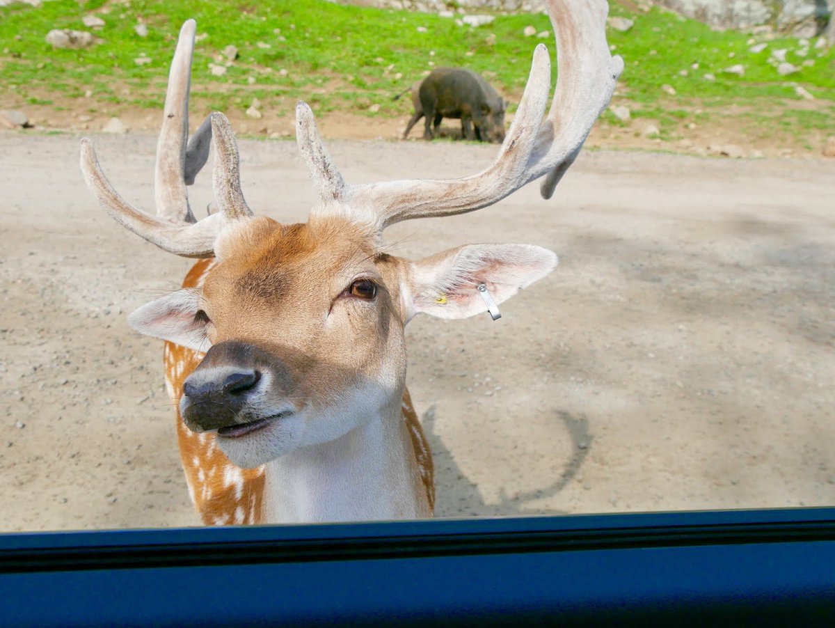 VictoriaMcg06's tweet image. 1er article : à la découverte du @parcomega , un endroit juste somptueux ! godsaveourdressing.blogspot.com/2018/08/parc-o… Bonne lecture :) #parcomega #canada #nature #voyagecanada