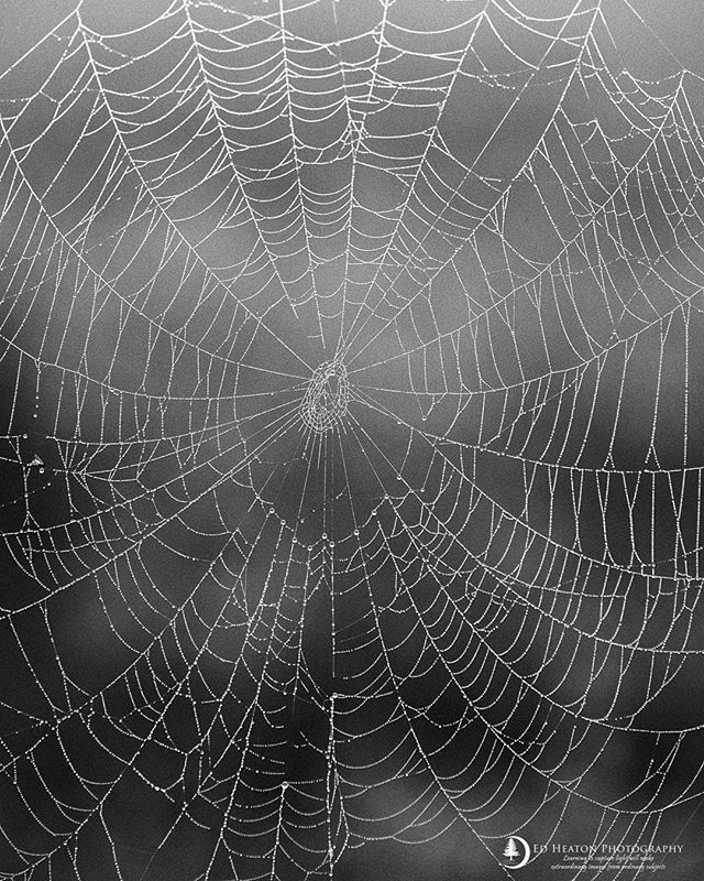 Ed_Heaton's tweet photo. Foggy wet mornings are good for capturing spider webs! | #OPTECHUSAAmbassador | #ImageMaster | #Hoodman | #MasterofLight | #BestofLight | #SinghRayAmbassador | #itsallaboutthelight | #MyRRS | #MytrustyRRS | #MKControls | #TopazLabs | #Kolor | #HeliconSof… https://t.co/LCowvOGKTl https://t.co/kSdFZS5i4r